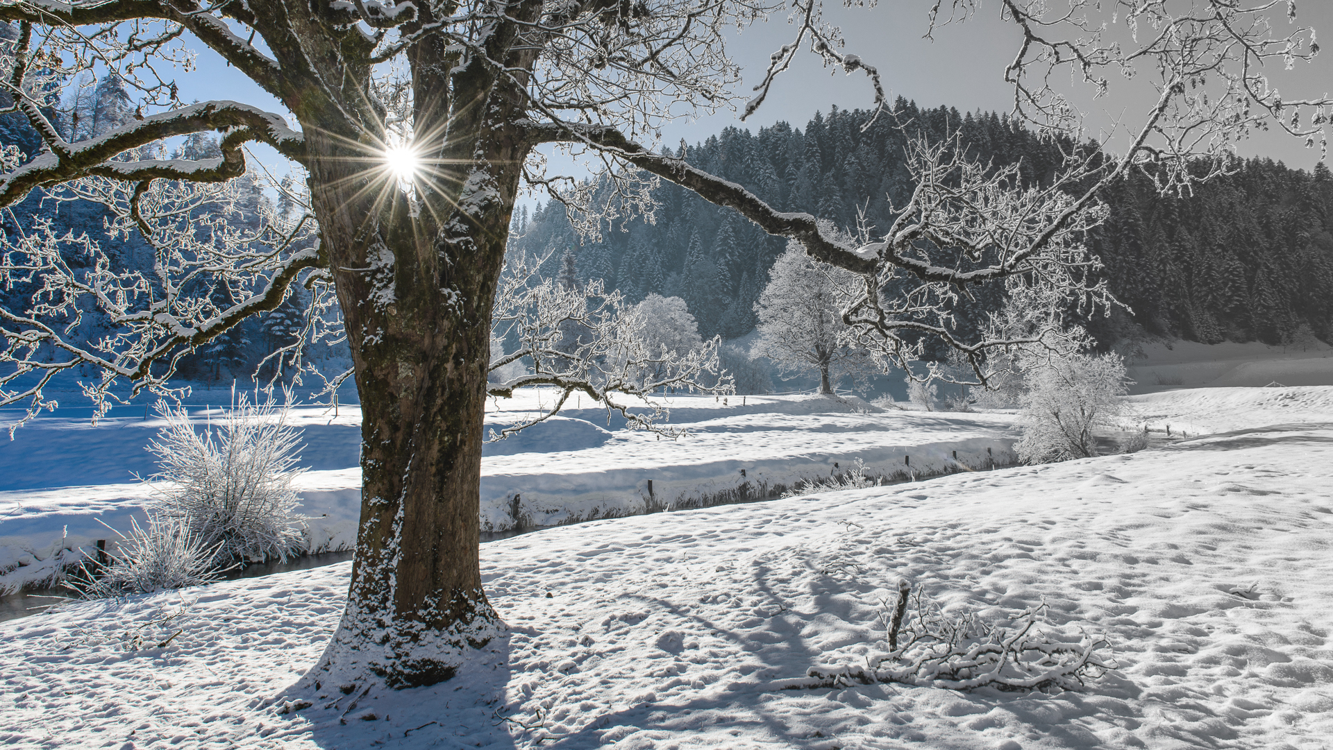Hängt zu Weihnachten Eis an den Weiden, kannst du zu Ostern Palmen schneiden.